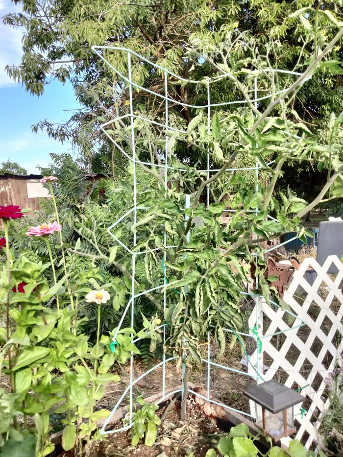 Tomato cage in action 