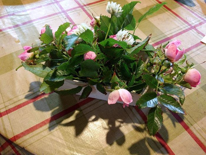 dog rose buds (and clover flowers)