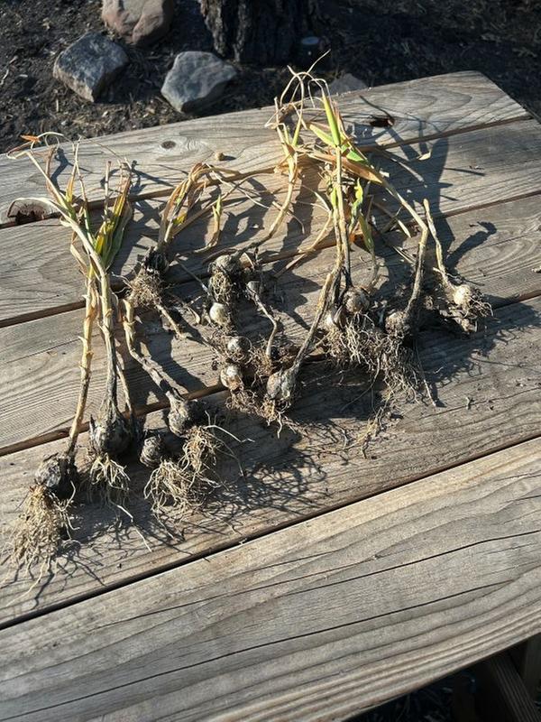 dried garlic plants on an outside table