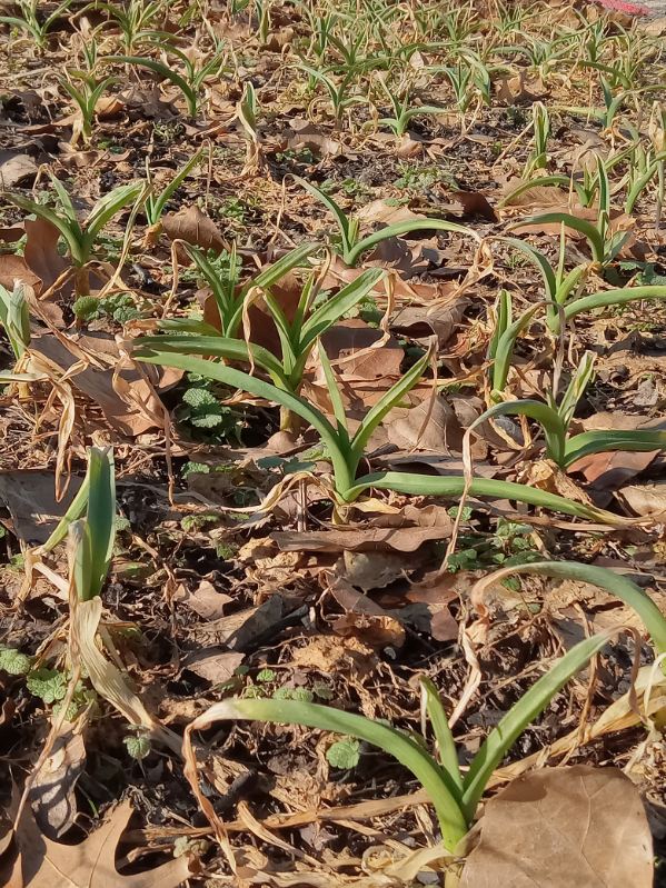 garlic bed in Feb 2025 surviving -7F