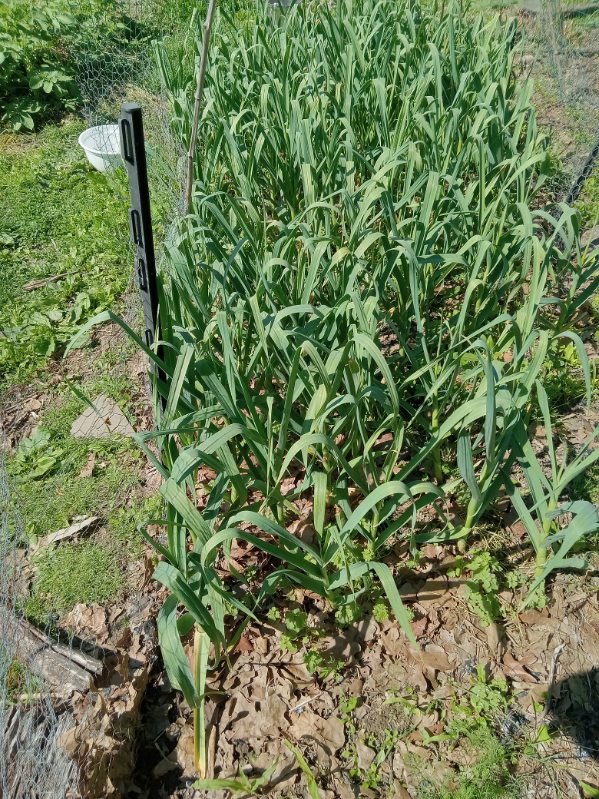 Mid May 2025 scaping