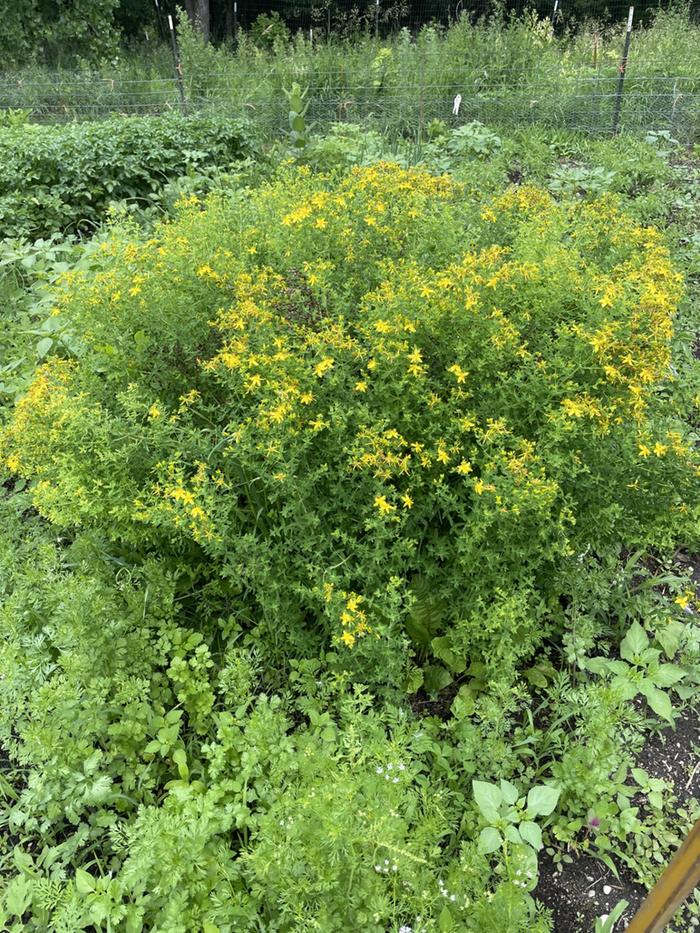 st johns wort overtaking garlic bed in garden