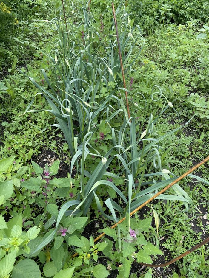 curly garlic flowers in row of garlic in permaculture garden