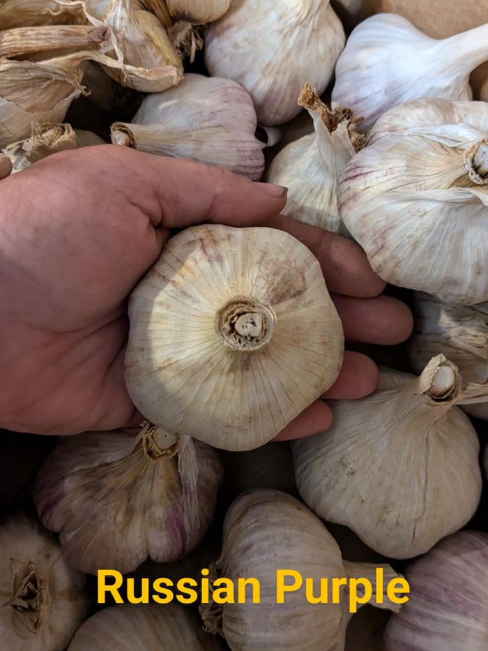 [Thumbnail for PXL_20240822_021935551.NIGHT-2.jpg]