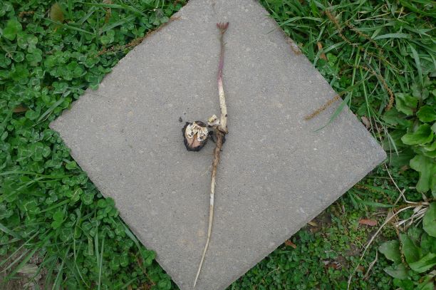 Black walnut sprout