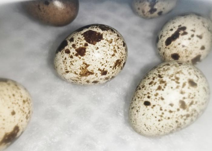 quail eggs in the incubator