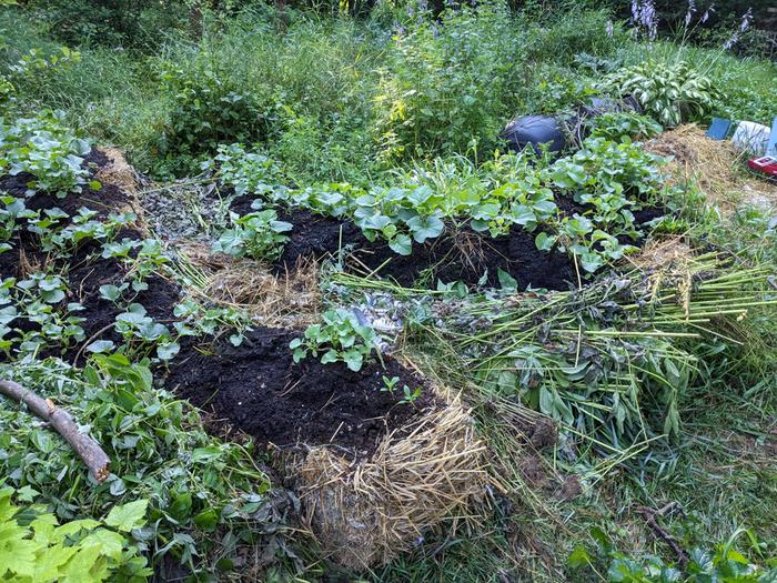 waiting for courgette harvest