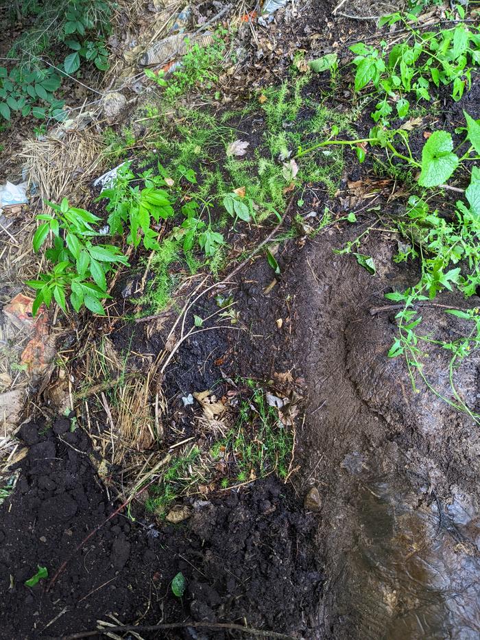 Asparagus berries planted last fall: the long game