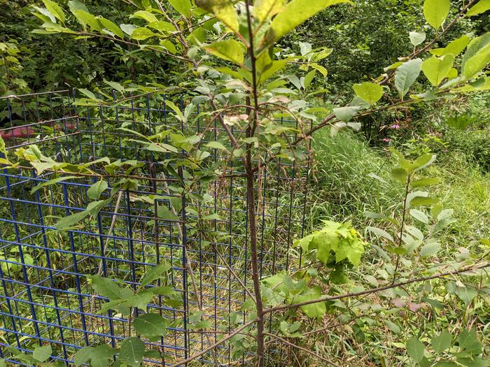 4 years to get wild cherries