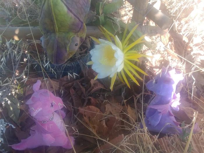 dragon fruit flower with plushies