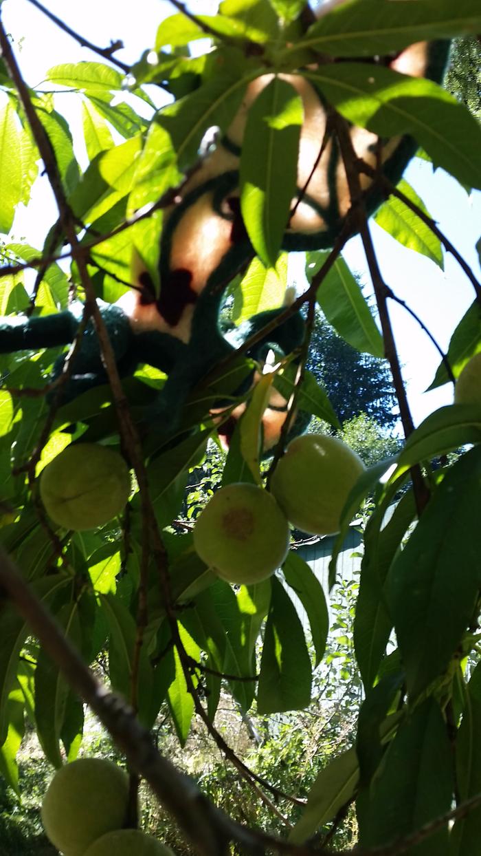 It's hard to see her here, but I love how the light shown through her wings, making them golden peach