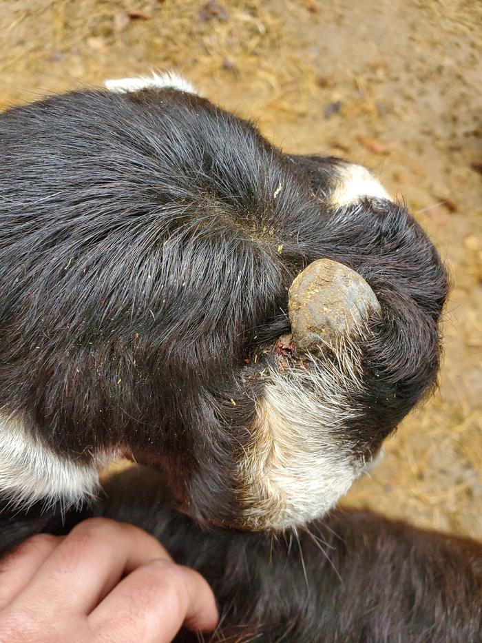 partial horn on lamancha wether