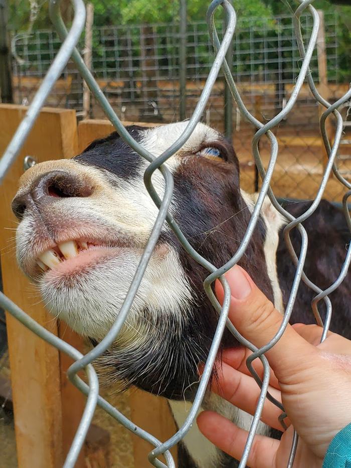 he loves his jawrubs
