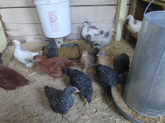 Hung a food and a water and got the chickens in here. They mostly love the bottom left nesting box.