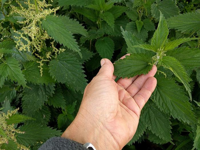 fen nettle with non stinging leaves