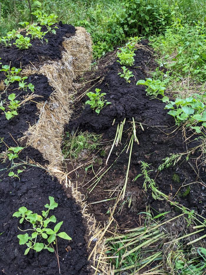 Nettles for green compost