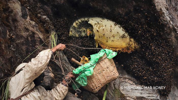 Mad Honey Harvesting