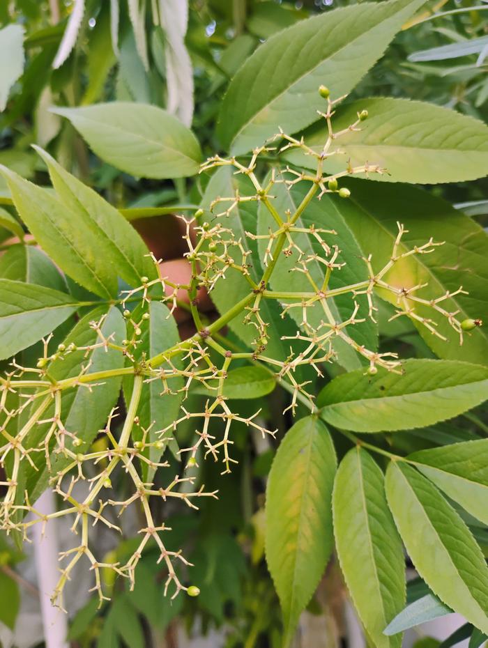 Elderberry Flower