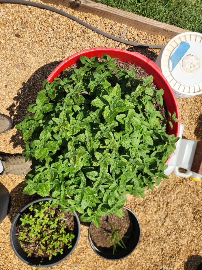 Lemon Balm
