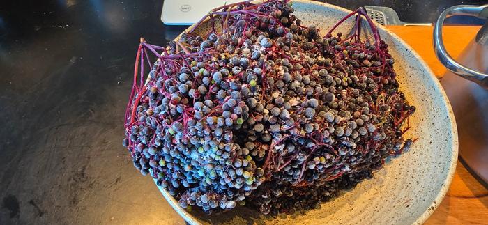 Frozen elderberries