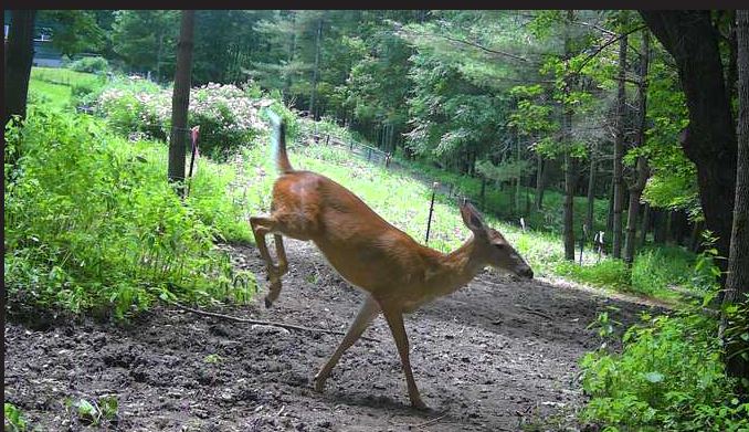 [Thumbnail for horse-yard-deer.JPG]