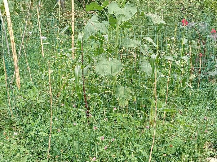 8/16 tips of tassel at 5-6 ft