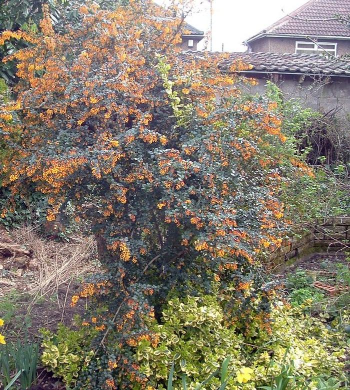 flowering berberis with euonymus below