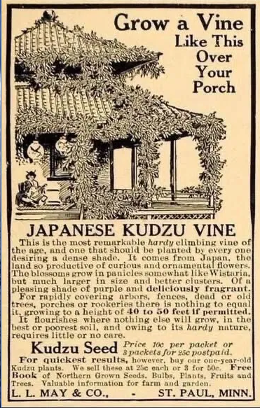 [Thumbnail for kudzu.png]