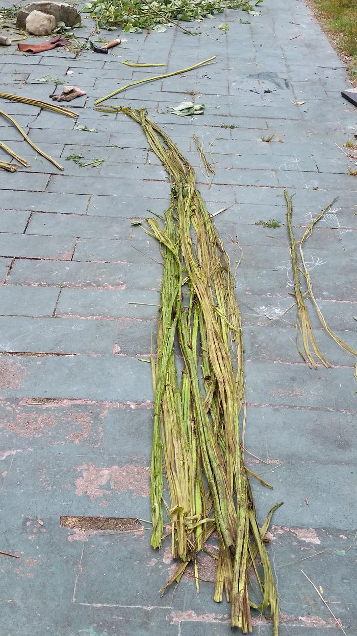 The weaving material from 12 vines. It seems like a lot, but I probably need more. Rule #1 of fiber stuff--you always need more material than you think!