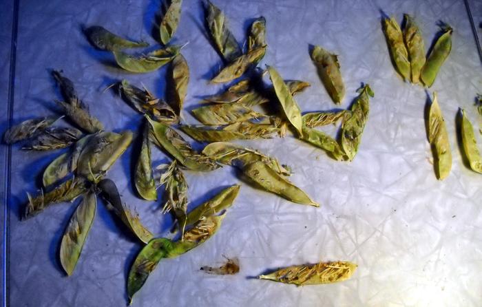 [Thumbnail for Bird-damaged-pea-pods.jpg]