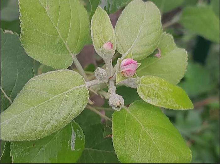 [Thumbnail for Apple-Reblossom.JPG]