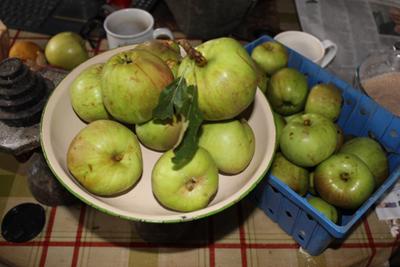 what to do with windfall fruit