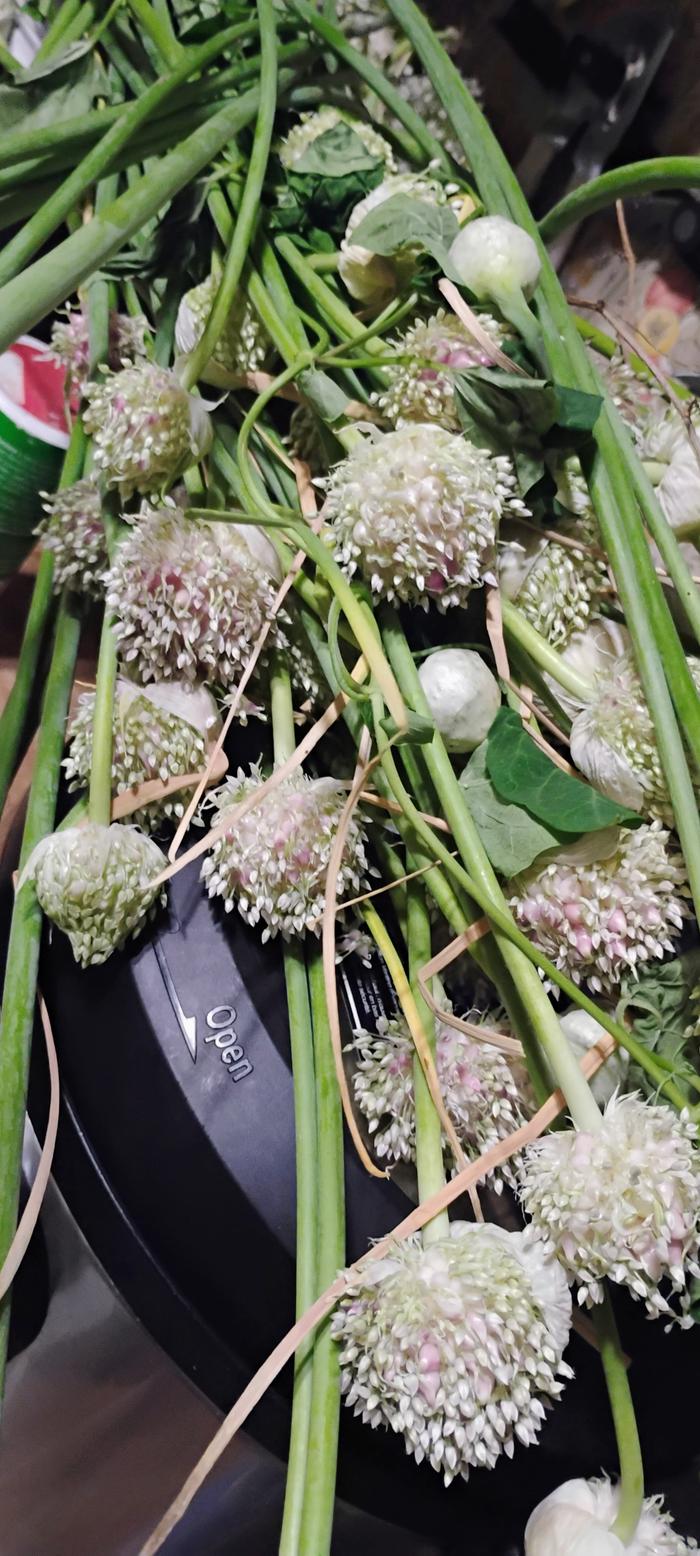 Garlic 