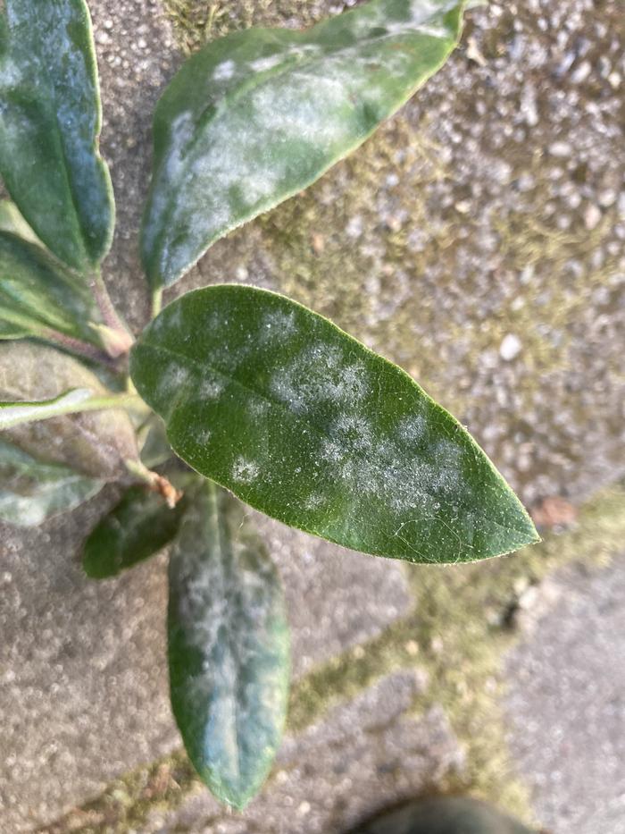 Leaves affected.