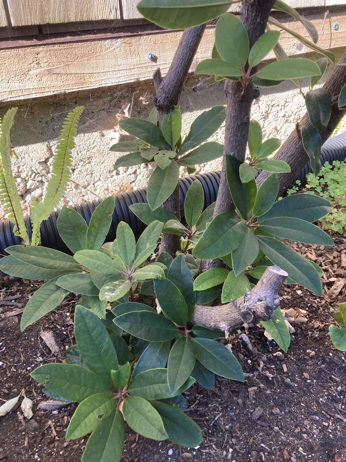 Larger view, leaves at bottom display the problem. 