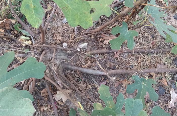 Fall 2024 showing the crown and trained branches