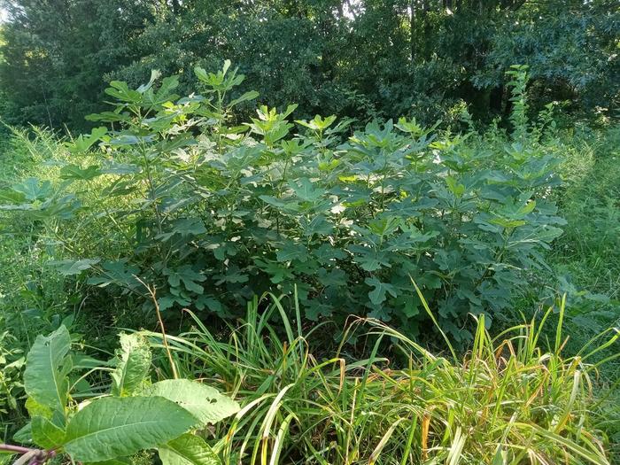 July 2025 bushy looking