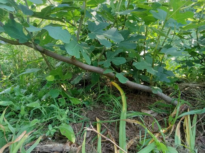 Low cordon and vertical fruit wood