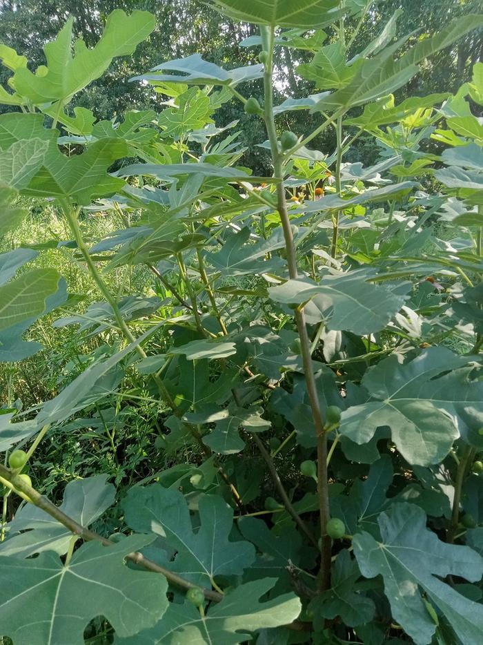 Figlet in every node