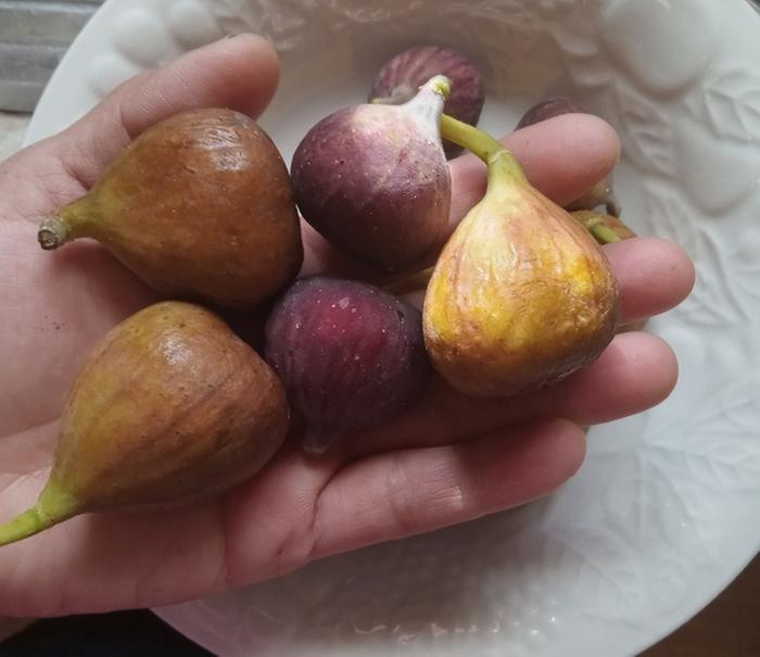 Olympian and Chicago hardy figs