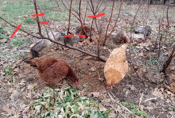 Overwintered fig bush