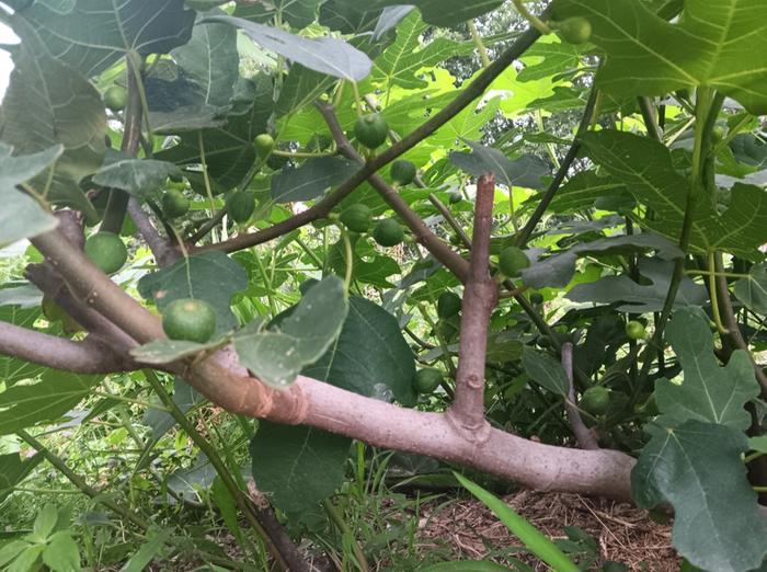 Loaded. Horizontal branch survived two winters shallowly buried