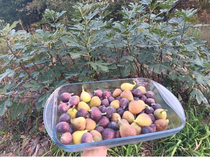 Harvest from last couple days