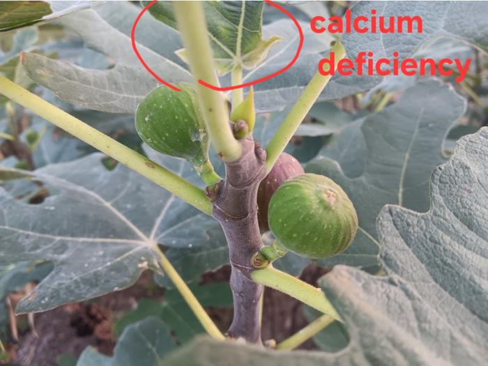 Terminal leaf showing calcium deficiency 