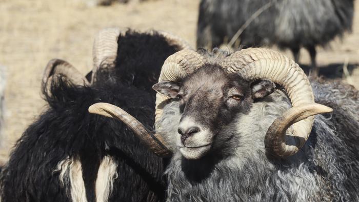 [Thumbnail for Smoky-and-Tog.JPG]