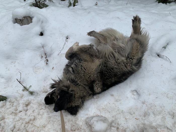 dog rolling in snow