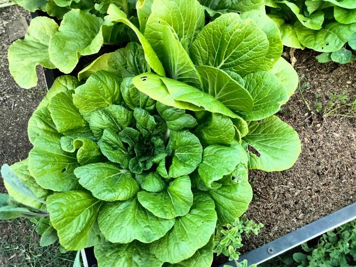 Bok choy 
