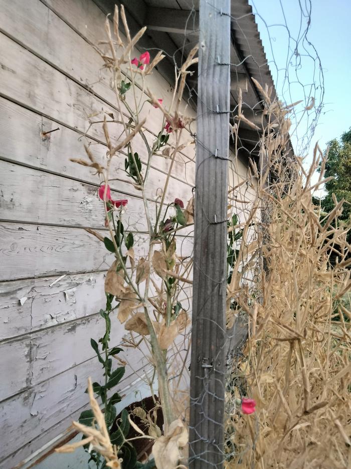 Sweet peas in July? Wow