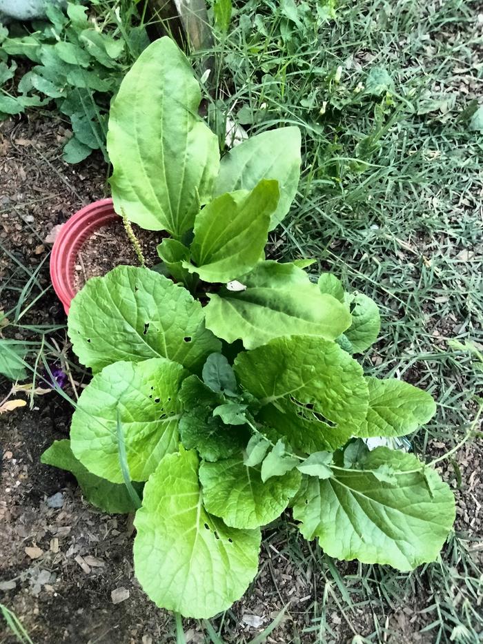 Plantain are bok choy in the garden walk way 