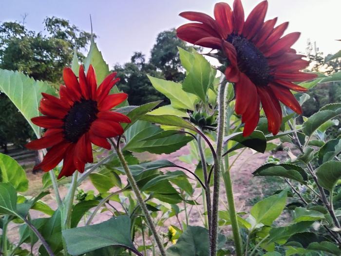 Love sunflowers 